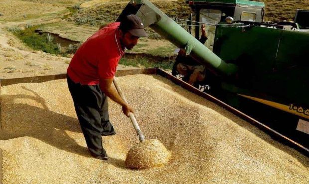 مدیرکل غله و خدمات بازرگانی استان ایلام خبر داد: ۴۵ هزار میلیارد ریال از مطالبات گندم‌کاران ایلامی پرداخت شده است