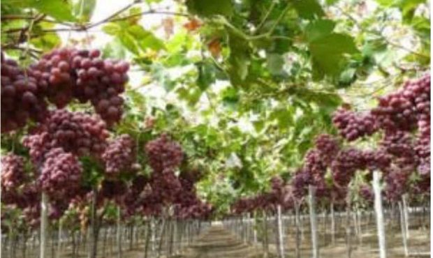 مدیر جهادکشاورزی شهرستان ایوان خبر داد: برداشت هشت تن انگور از تاکستانهای ایوان مدیر جهادکشاورزی شهرستان ایوان خبر داد: برداشت هشت تن انگور از تاکستانهای ایوان