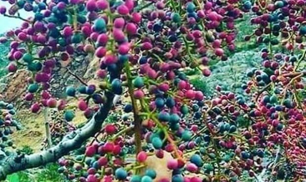 سهمی از ونوشک ها را برای طبیعت بجای بگذارید