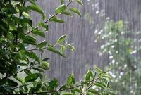 کارشناس پیش‌بینی هواشناسی استان خبر داد: اولین بارش مؤثر پاییزی از اواخر هفته جاری ایلام را فرا می‌گیرد