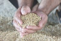 مدیرکل تعاون روستایی استان ایلام خبر داد: تولید و فرآوری بیش از ۱۳ هزار تُن بذر گندم برای توزیع در ایلام