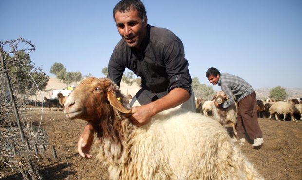مدیرکل امور عشایر استان ایلام: عشایر ایلام سالانه ۱۰۰ هزار تُن انواع محصول دامی و کشاورزی تولید میکنند مدیرکل امور عشایر استان ایلام: عشایر ایلام سالانه ۱۰۰ هزار تُن انواع محصول دامی و کشاورزی تولید میکنند