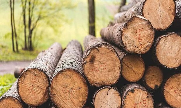 مدیرکل تعزیرات حکومتی ایلام خبر داد؛ جریمه ۴۴۰ میلیون ریالی قاچاقچی چوب در ایلام