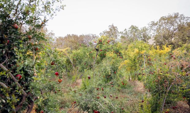 مدیر امور باغبانی سازمان جهادکشاورزی ایلام خبر داد: ۱۲۰ هکتار از باغ‌های انار سیروان به تملک سد سیمره درآمد