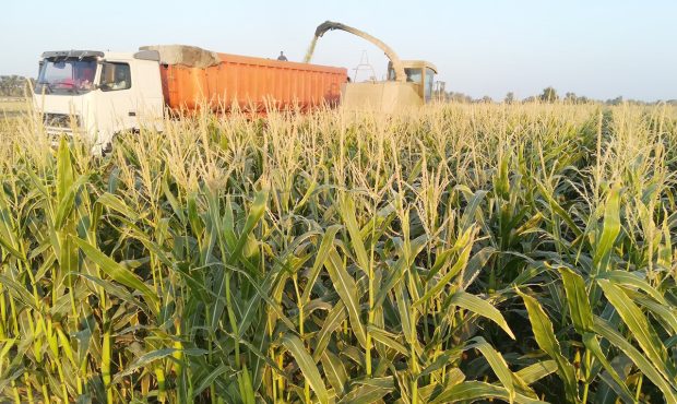 مدیرکل تعاون روستایی استان ایلام خبر داد: پیش بینی تولید ۱۰۰ هزار تن ذرت علوفه‌ای در ایلام