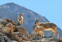 مدیرکل حفاظت محیط زیست ایلام خبر داد: سرشماری پاییزه گونه‌های شاخص حیات وحش در ایلام