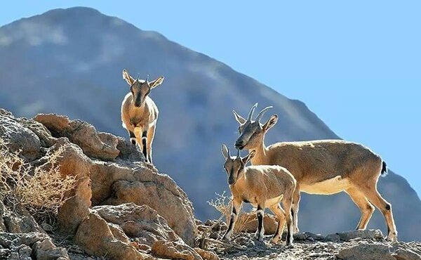 مدیرکل حفاظت محیط زیست ایلام خبر داد: سرشماری پاییزه گونه‌های شاخص حیات وحش در ایلام