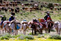 مدیرکل امور عشایر ایلام خبر داد: ۹۰ درصد عشایر بومی و مهمان به مناطق گرمسیری ایلام کوچ کرده اند مدیرکل امور عشایر ایلام خبر داد: ۹۰ درصد عشایر بومی و مهمان به مناطق گرمسیری ایلام کوچ کرده اند
