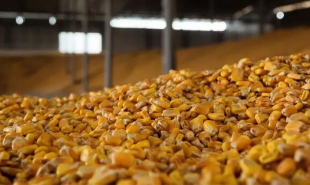 مدیر تعاون روستایی استان ایلام خبر داد: پیش بینی خرید ۲ هزار تن ذرت دانه‌ای از کشاورزان مهرانی