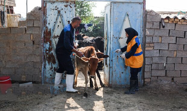 مدیرکل دامپزشکی استان: ۳۰۰ هزار راس دام در ایلام علیه بیماری تب مالت واکسیناسیون شد مدیرکل دامپزشکی استان: ۳۰۰ هزار راس دام در ایلام علیه بیماری تب مالت واکسیناسیون شد