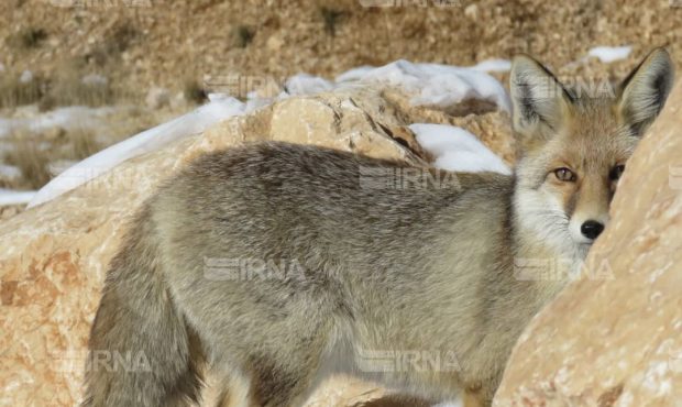 توصیه مدیرکل محیط زیست ایلام: به وحوش غذا ندهید