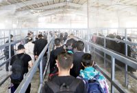 فرماندار مهران خبر داد: تردد زائران عتبات عالیات در مرز پرحجم اما روان است فرماندار مهران خبر داد: تردد زائران عتبات عالیات در مرز پرحجم اما روان است