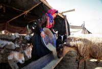 مدیرکل امور عشایر ایلام خبر داد: ۹۰ درصد عشایر مهمان، ایلام را ترک کردند مدیرکل امور عشایر ایلام خبر داد: ۹۰ درصد عشایر مهمان، ایلام را ترک کردند