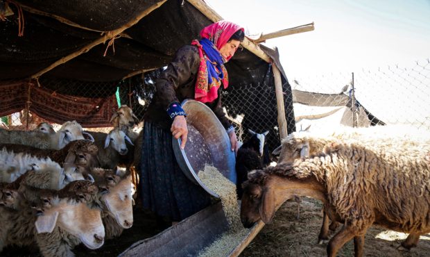 مدیرکل امور عشایر ایلام خبر داد: ۹۰ درصد عشایر مهمان، ایلام را ترک کردند