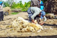 مدیرکل امور عشایری استان ایلام: عشایر آبدانان قطب تولید پشم در استان ایلام هستند مدیرکل امور عشایری استان ایلام: عشایر آبدانان قطب تولید پشم در استان ایلام هستند
