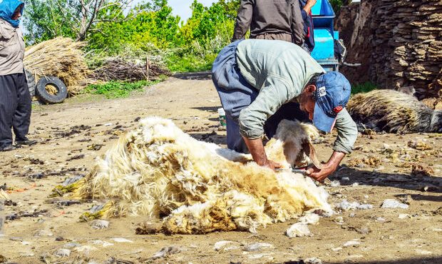 مدیرکل امور عشایری استان ایلام: عشایر آبدانان قطب تولید پشم در استان ایلام هستند