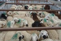 فرمانده مرزبانی استان ایلام خبر داد: کشف و توقیف ۶۶ راس احشام قاچاق در مرز مهران فرمانده مرزبانی استان ایلام خبر داد: کشف و توقیف ۶۶ راس احشام قاچاق در مرز مهران