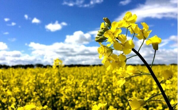 رئیس جهادکشاورزی استان خبر داد: سالانه ۲۳ هزار تن کلزا در استان ایلام تولید می شود رئیس جهادکشاورزی استان خبر داد: سالانه ۲۳ هزار تن کلزا در استان ایلام تولید می شود