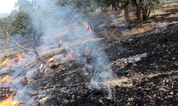 مهار آتش‌سوزی جنگل های «مانشت» ایلام