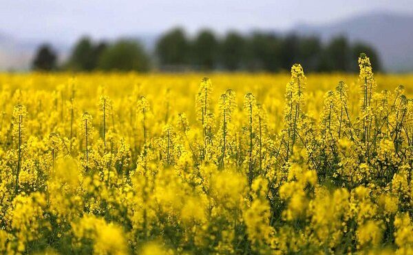 رئیس جهادکشاورزی استان ایلام خبر داد: ۱۷ هزار تن کلزا از کشاورزان استان ایلام خریداری شد
