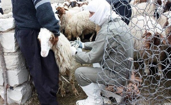 مدیرکل دامپزشکی استان خبر داد: همه‌گیری بیماری تب برفکی در شهرستان ایوان واقعیت ندارد