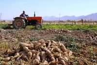 رئیس جهادکشاورزی استان ایلام: کشت چغندر قند در سطح ۶۰ هکتار از اراضی دهلران آغاز شد