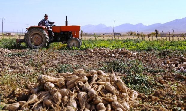 رئیس جهادکشاورزی استان ایلام: کشت چغندر قند در سطح ۶۰ هکتار از اراضی دهلران آغاز شد رئیس جهادکشاورزی استان ایلام: کشت چغندر قند در سطح ۶۰ هکتار از اراضی دهلران آغاز شد