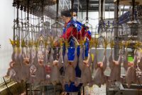 رییس سازمان جهادکشاورزی استان خبر داد: آغاز فعالیت دوباره کشتارگاه مُرغ ایلام رییس سازمان جهادکشاورزی استان خبر داد: آغاز فعالیت دوباره کشتارگاه مُرغ ایلام