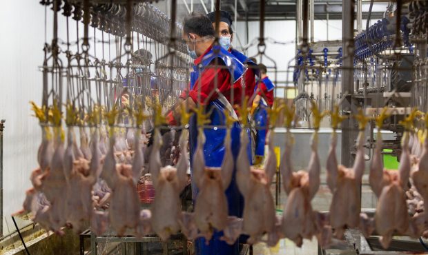 رییس سازمان جهادکشاورزی استان خبر داد: آغاز فعالیت دوباره کشتارگاه مُرغ ایلام