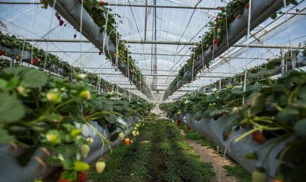 بهره‌برداری از ۲۱ طرح در بخش های تخصصی کشاورزی همزمان با هفته جهادکشاورزی