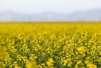 مدیرکل تعاون روستایی ایلام خبر داد: ۸۰ درصد مطالبات کلزاکاران ایلامی پرداخت شد مدیرکل تعاون روستایی ایلام خبر داد: ۸۰ درصد مطالبات کلزاکاران ایلامی پرداخت شد