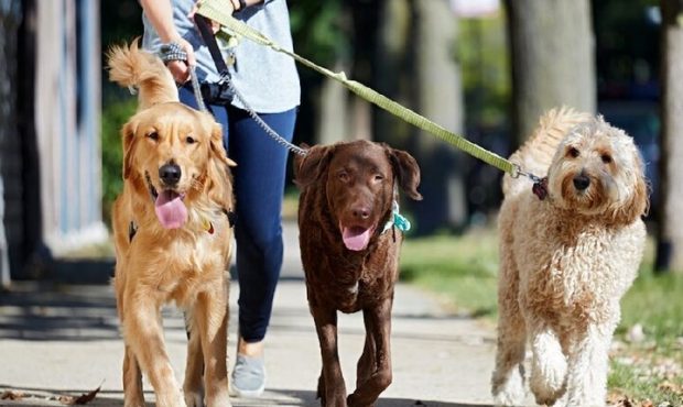 رئیس کل دادگستری استان ایلام خبر داد: سگ‌گردانی در ایلام ممنوع شد