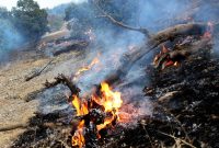 نگین زاگرس در آتش بی‌مهری؛‌ صدای پای «رسول» می‌آید