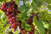 رئیس جهادکشاورزی استان ایلام: ارزش سالانه تولید انگور در استان ایلام ۵ هزار میلیارد تومان است