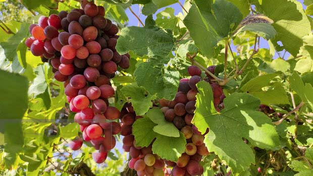 رئیس جهادکشاورزی استان ایلام: ارزش سالانه تولید انگور در استان ایلام ۵ هزار میلیارد تومان است رئیس جهادکشاورزی استان ایلام: ارزش سالانه تولید انگور در استان ایلام ۵ هزار میلیارد تومان است