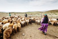 مدیرکل امور عشایری استان خبر داد: بهسازی و مرمت ۱۷۵ کیلومتر از راه‌های عشایری شهرستان هلیلان