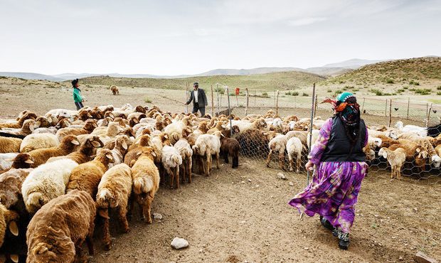 مدیرکل امور عشایری استان خبر داد: بهسازی و مرمت ۱۷۵ کیلومتر از راه‌های عشایری شهرستان هلیلان