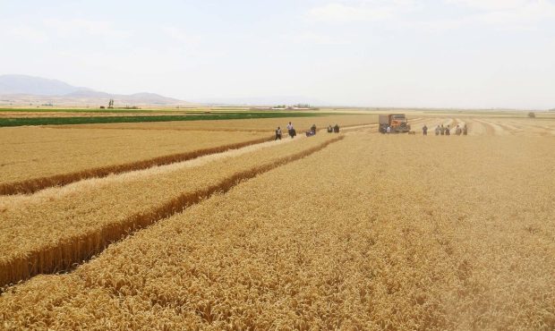 مدیرکل غله و خدمات بازرگانی ایلام: خرید ۲۰۸ هزار تن گندم از کشاورزان ایلام؛ ۶۵ درصد مطالبات پرداخت شد