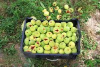 رئیس سازمان جهادکشاورزی استان از برداشت ۱۲۰ تن انجیر مرغوب در شهرستان بدره خبر داد