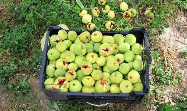 رئیس سازمان جهادکشاورزی استان از برداشت ۱۲۰ تن انجیر مرغوب در شهرستان بدره خبر داد