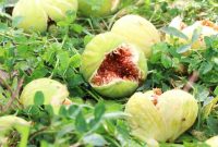 رئیس سازمان جهادکشاورزی استان خبر داد: پیش‌بینی برداشت ۴۰۰ تن انجیر در استان ایلام