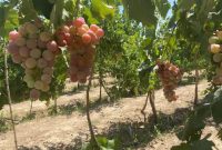 سالانه ۲۷ هزار تن محصولات باغی در استان ایلام تولید می شود