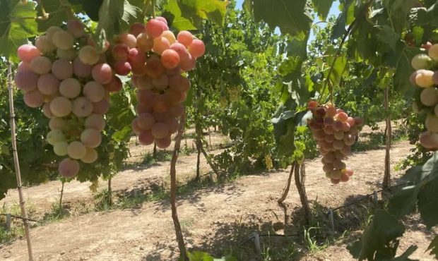 سالانه ۲۷ هزار تن محصولات باغی در استان ایلام تولید می شود