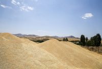 مدیرکل غله و خدمات بازرگانی ایلام خبر داد: ۹۹ درصد مطالبات گندمکاران ایلامی پرداخت شد