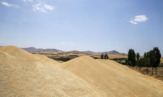 مدیرکل غله و خدمات بازرگانی ایلام خبر داد: ۹۹ درصد مطالبات گندمکاران ایلامی پرداخت شد
