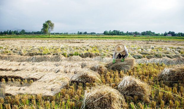 رئیس جهادکشاورزی ایلام خبر داد: ۵ هزار تن برنج در سیروان برداشت می شود