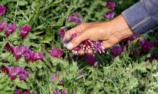 مدیرکل منابع طبیعی و آبخیزداری ایلام: برداشت گیاهان دارویی و جنگلی در ایلام ممنوع شد