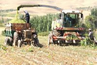 کشت قراردادی ذرت علوفه‌ای در ۱۴۰۰ هکتار از اراضی ایلام اجرا شد