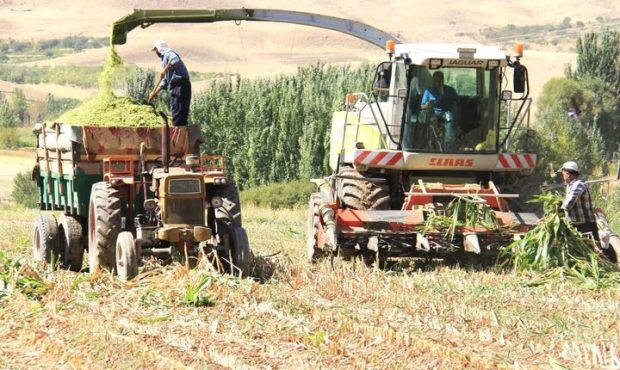 کشت قراردادی ذرت علوفه‌ای در ۱۴۰۰ هکتار از اراضی ایلام اجرا شد