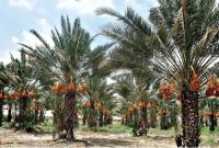 رئیس جهادکشاورزی استان خبر داد: برداشت خرمای پیارم در صالح‌آباد مهران آغاز شد